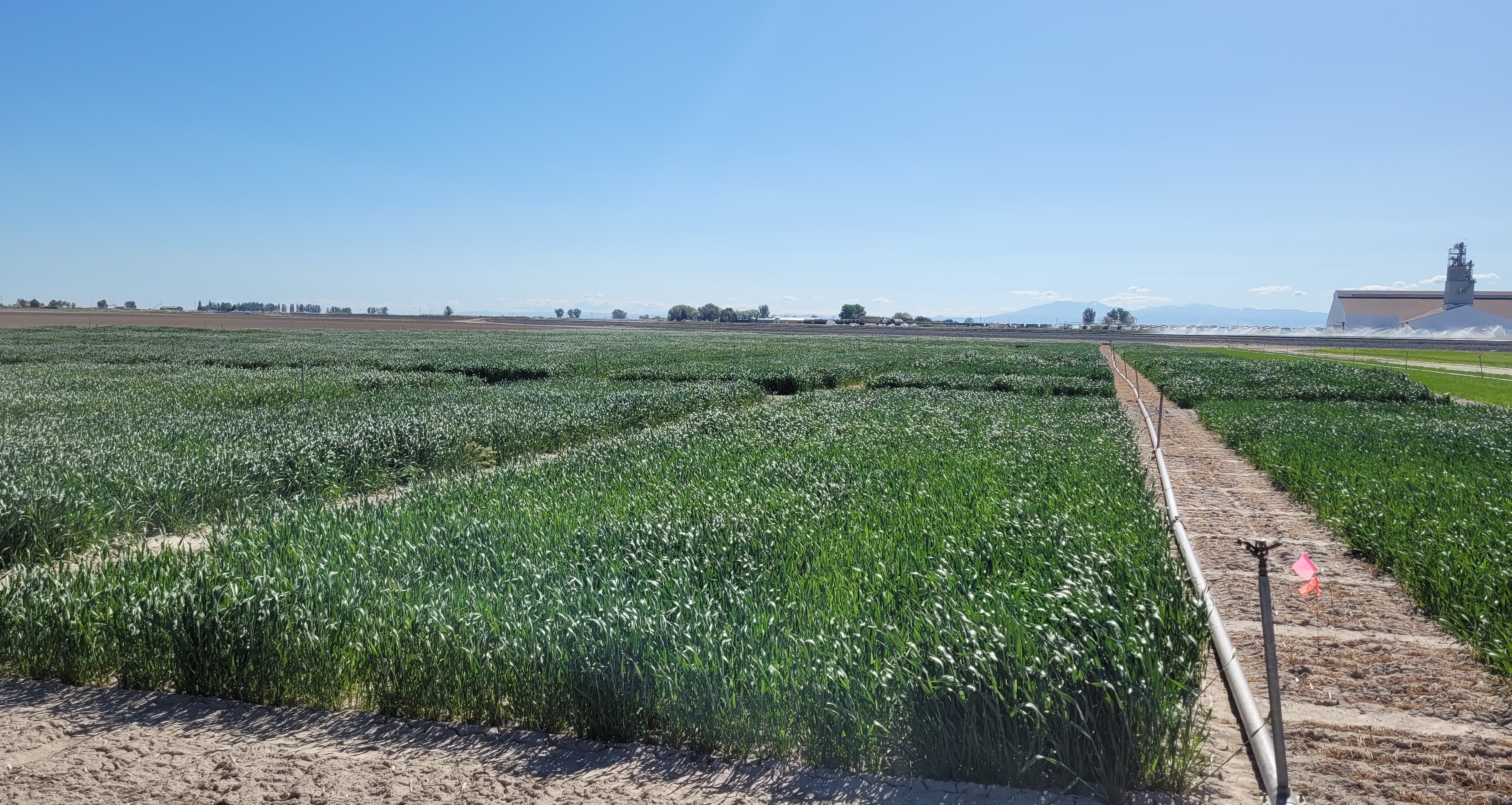 Small Grains Research Plots in Aberdeen, Idaho