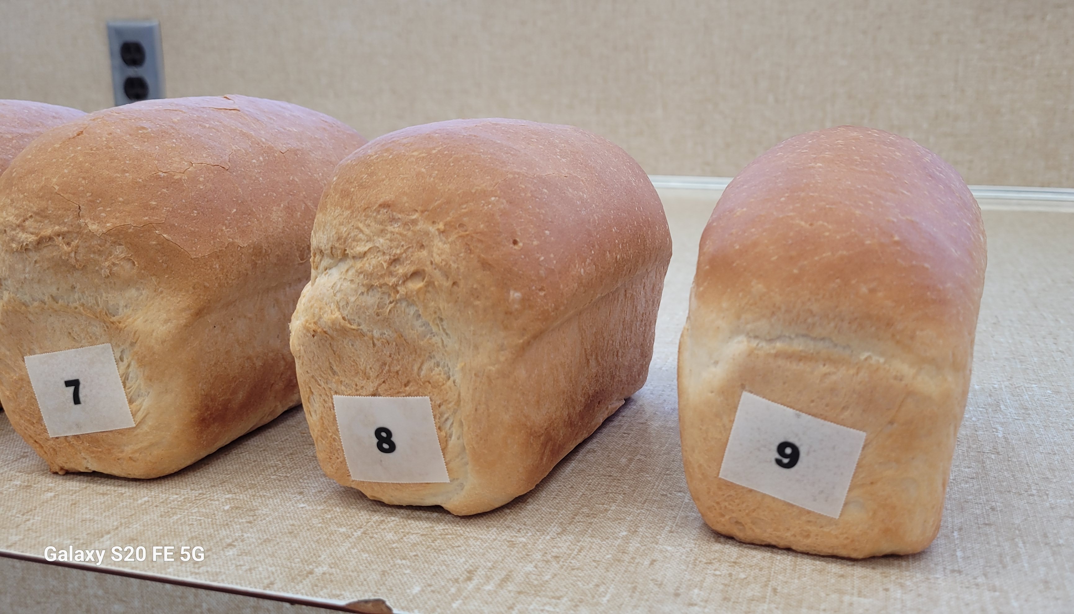 Wheat Quality Samples